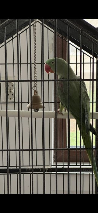 Papagal Marele Alexandru