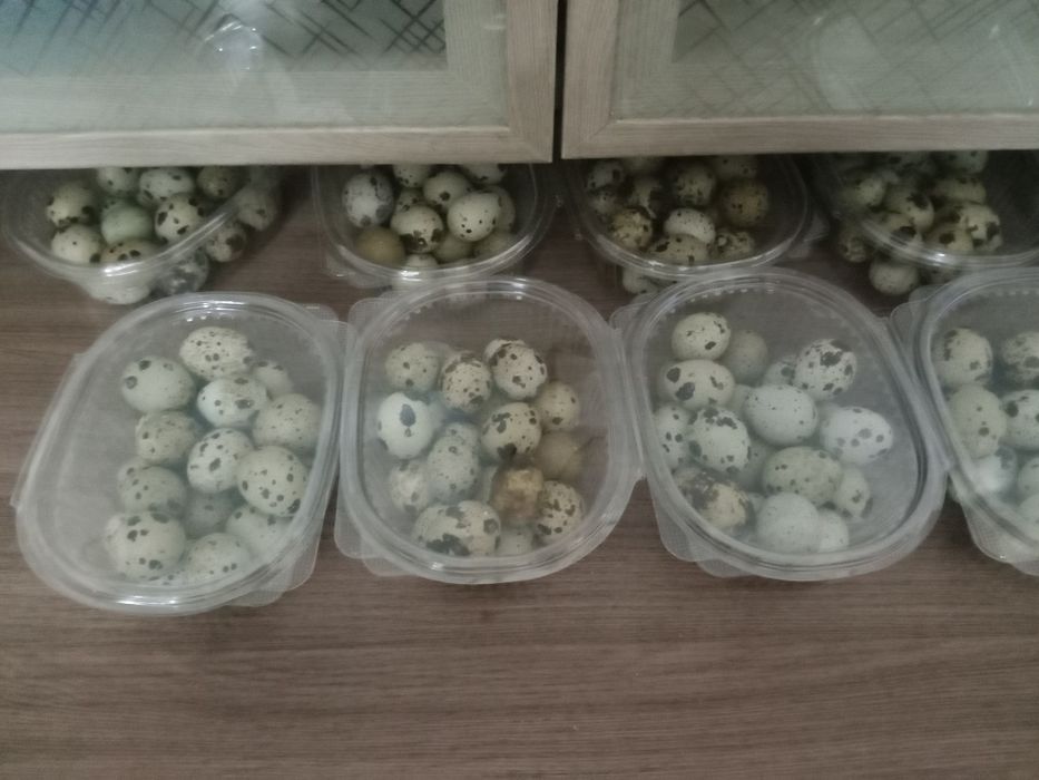Перепелинные яйца. Домашние!