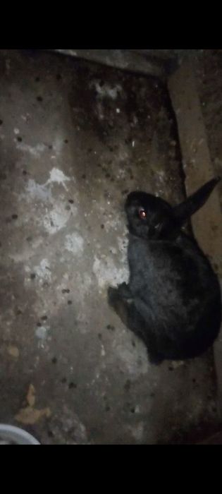 Quyon arzon sogʻlom qiz bola