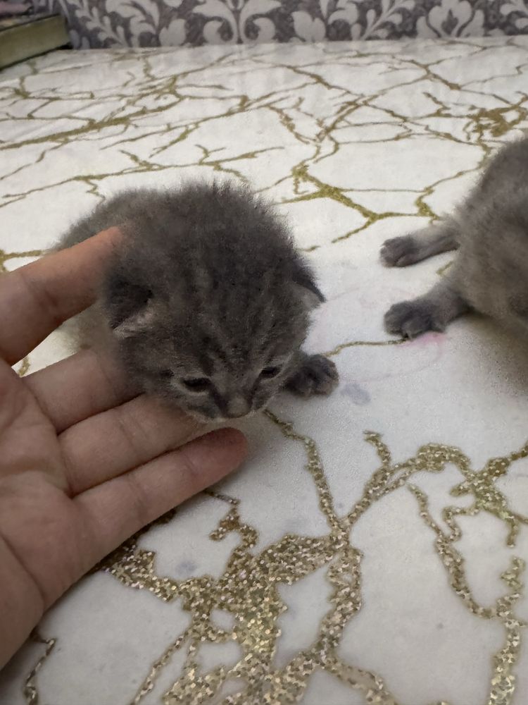 Котята скотиш фолд  можите бронирут