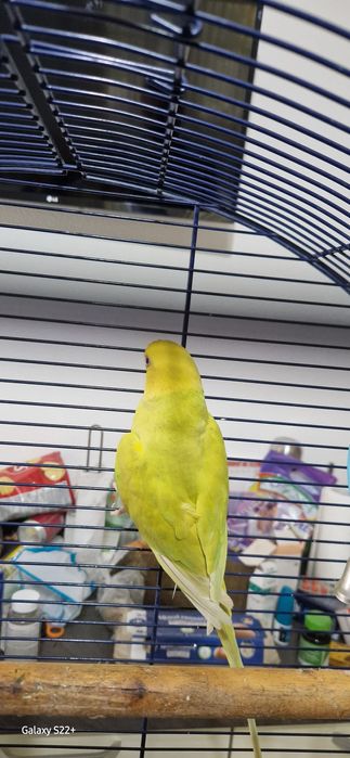 Femela Micul Alexandru