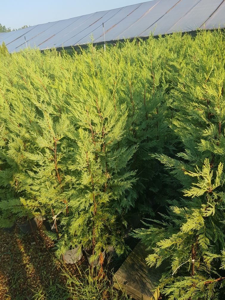 Leylandii altoite verzi 1,5 mt