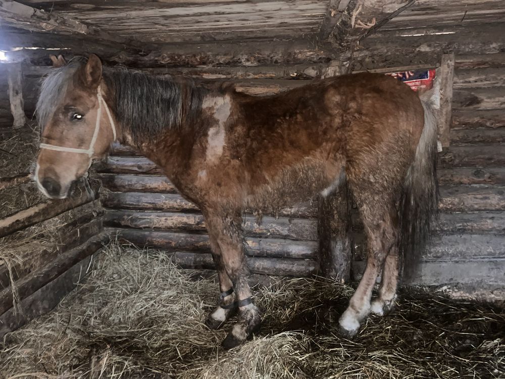 Продам кунан на откорме