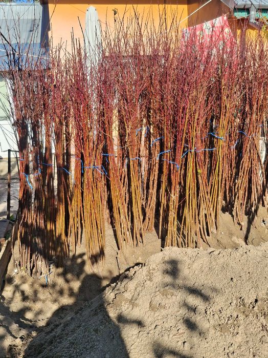 Pomi fructiferi altoiti