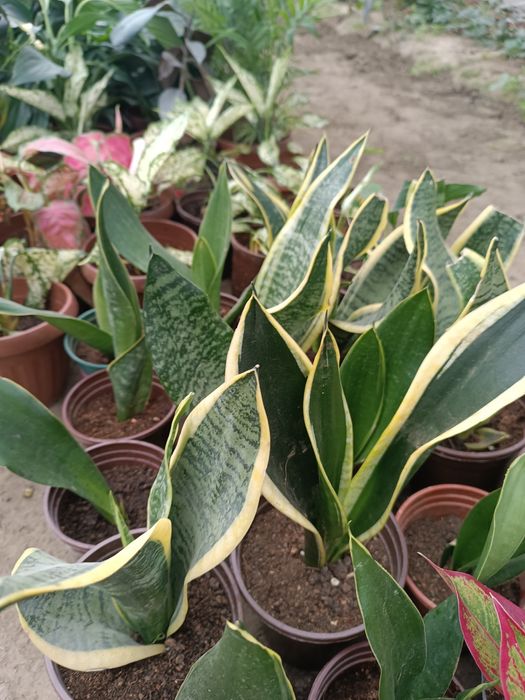 Xonaki gullar sotiladi