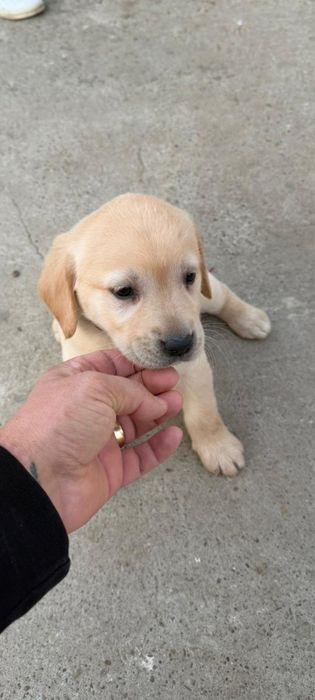 Donez acest pui femela