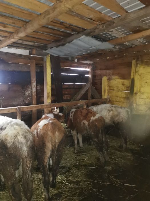 Vand 4 taurasi de rasa