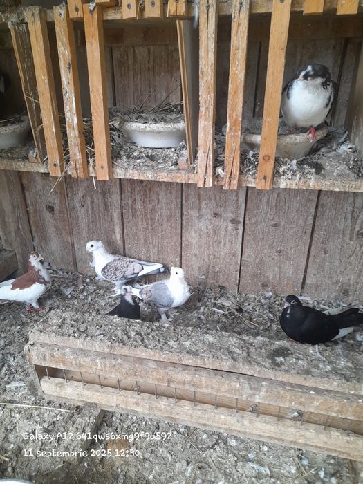 Vând porumbei pui și bătrâni