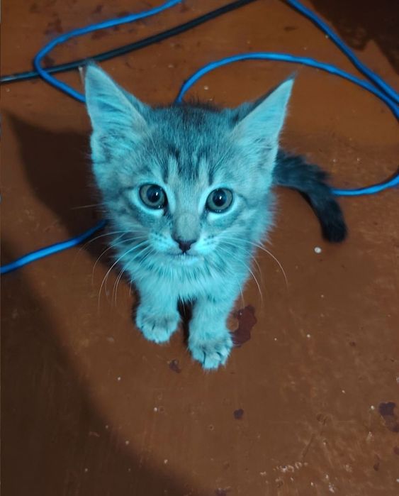 mushukla tekin ob ketganga beriladi