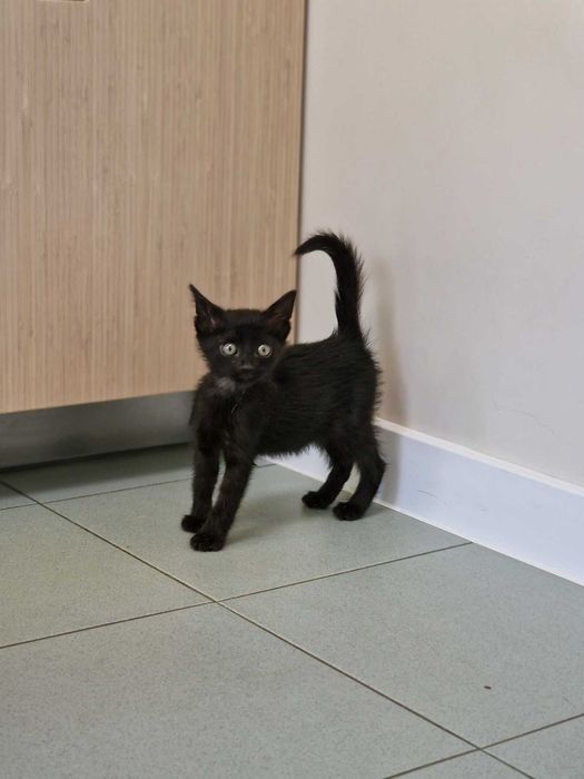 Това прекрасно коте търси дом