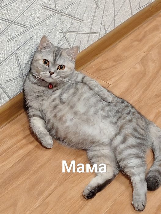 Продается котёнок / mushukcha sotiladi ( skotish straiyt )