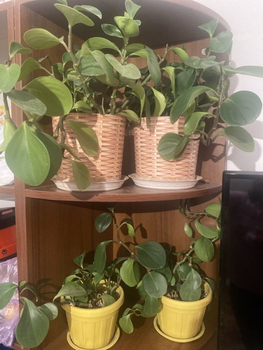 Пеперомия Цветок Любви