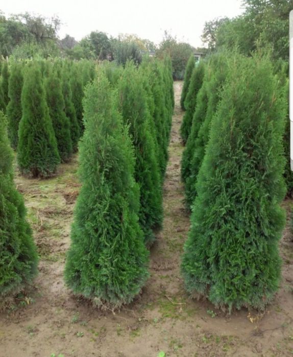 Tuia smaragd uriași la super pret, oferim transport și plantat