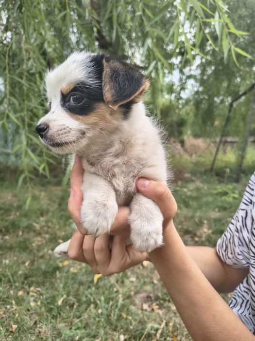 Cățeluși pufoși și frumoși care caută stăpâni