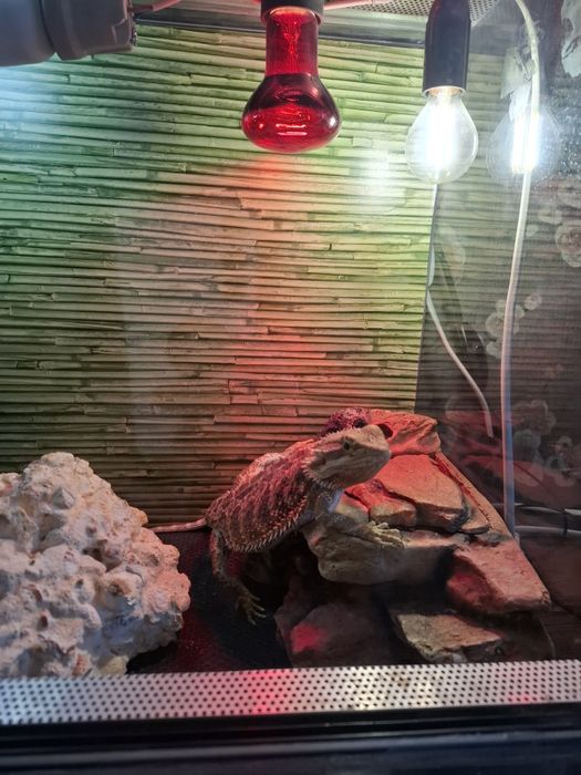 Agama cu barba si terariu