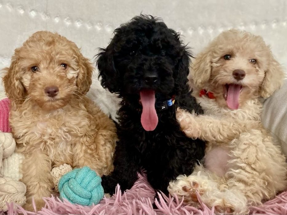 Пудел Мини  Пудел  Той