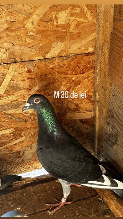 Vand porumbei voiajori