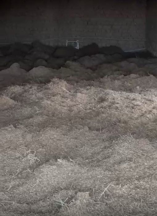 Семена саксаула )