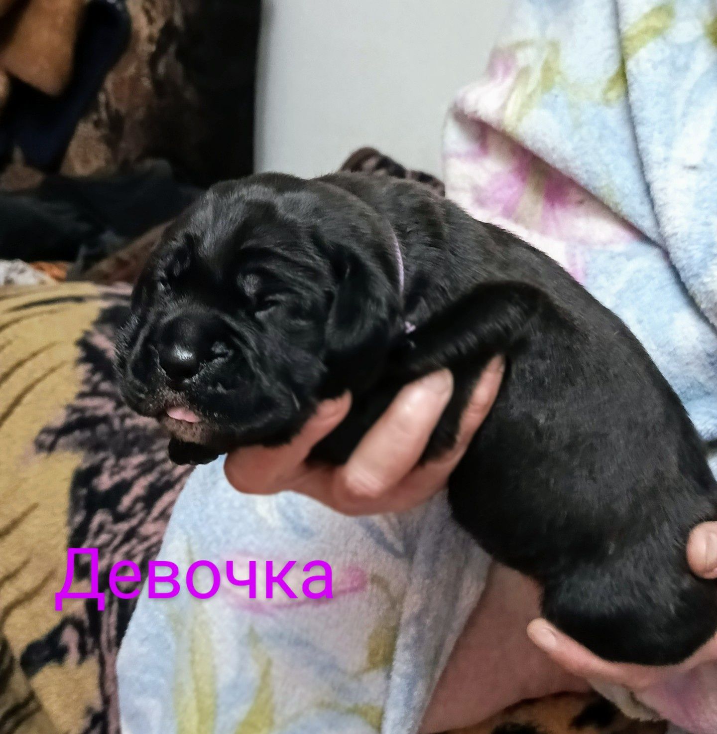 Щенки Коне-Корсо.
