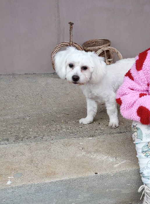 Bichon maltez alb