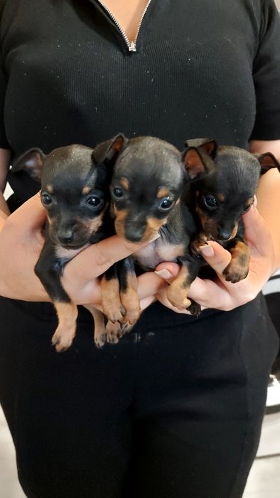 Мини пинчер 3 бройки