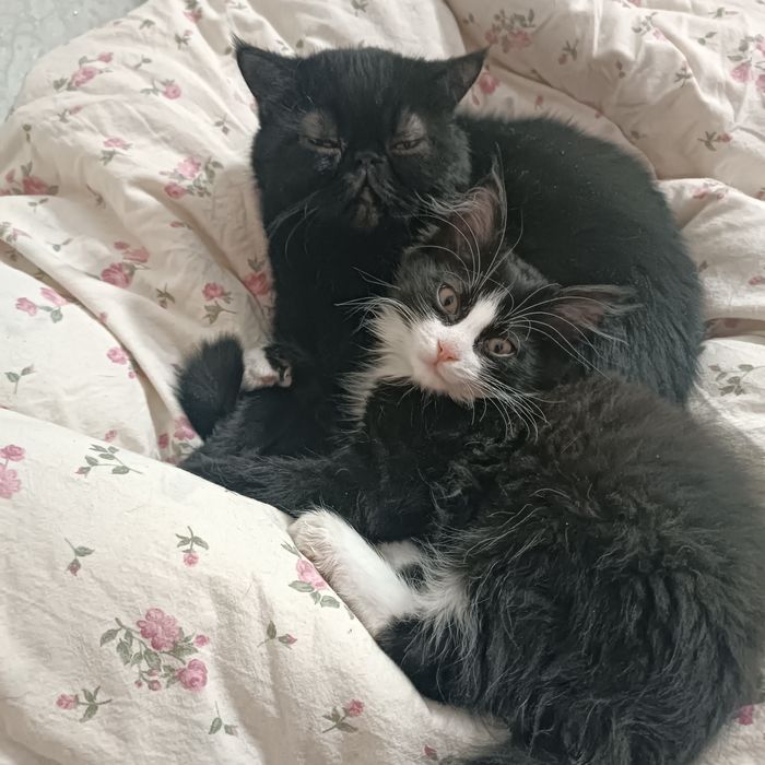 Ищу дом для взрослого кота