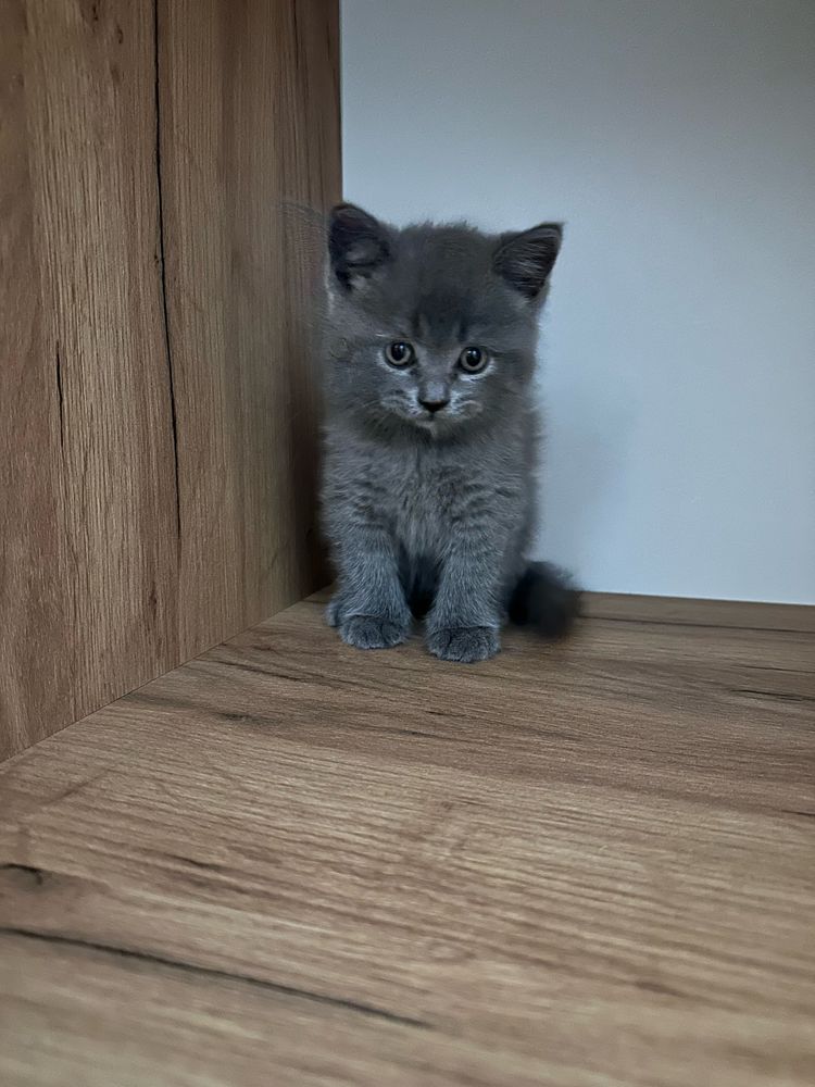 Милейшие котята