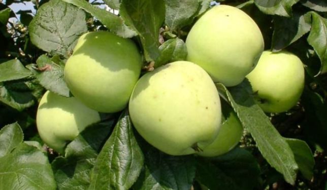 Яблоки яблоки по 350