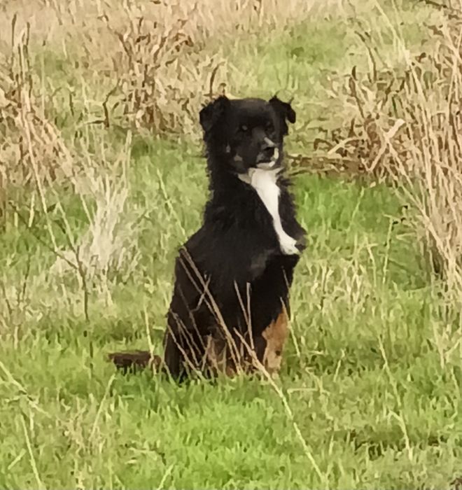 Подаря се малко кученце