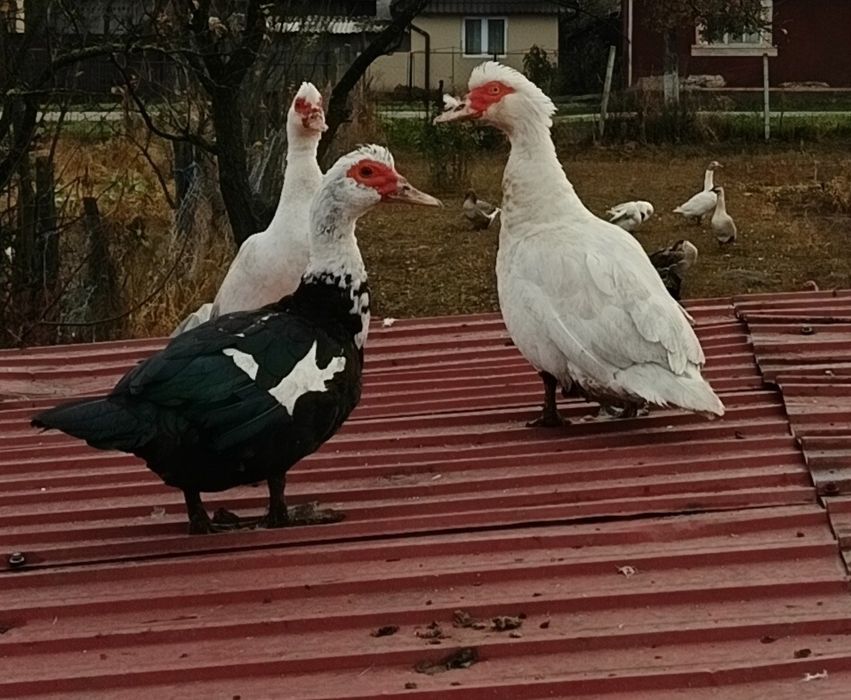 De vanzare gaste rate pekin rate mute pentru detalii in privat