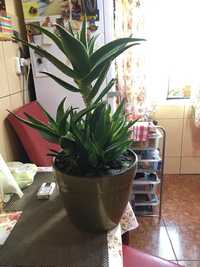 Aloe Vera planta naturala pentru tratamente sau decor .