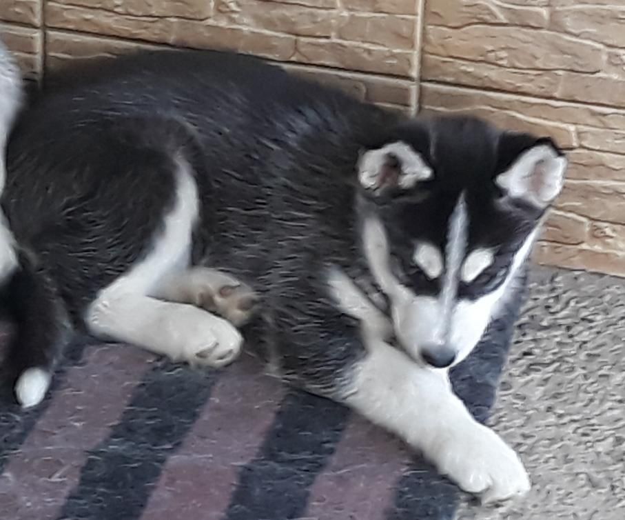Husky Siberian rasă pură
