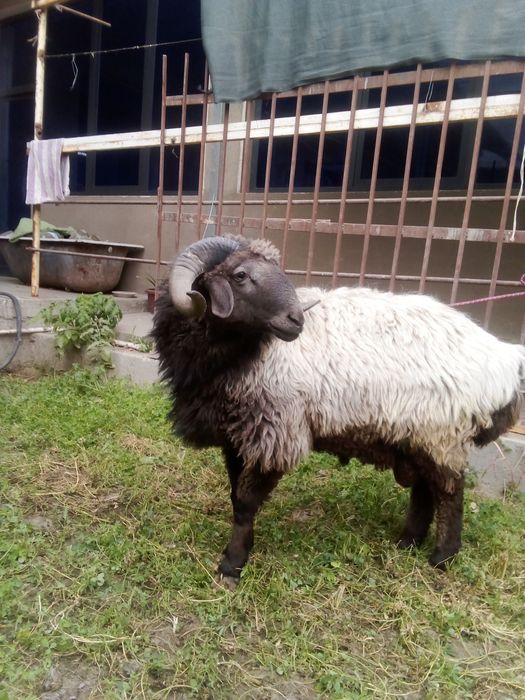 Араби кучкор сотилади