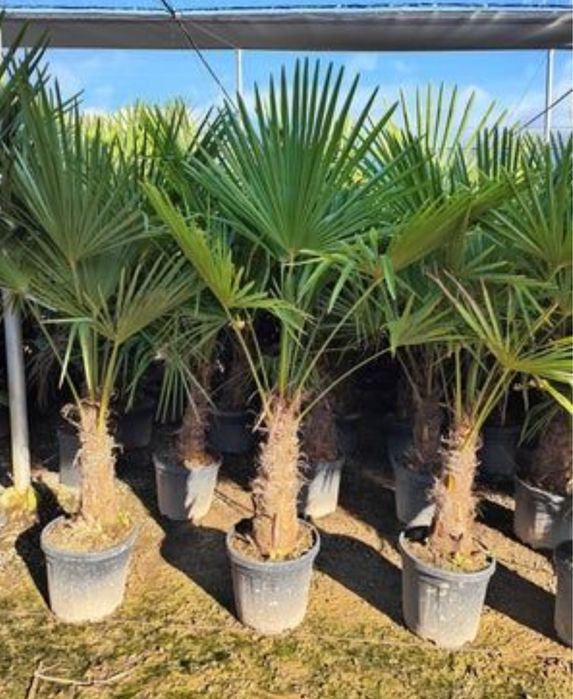 Palmieri diferite specii transport oriunde în țară