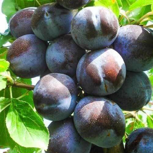 Pomi fructiferi columnari 20lei bucata