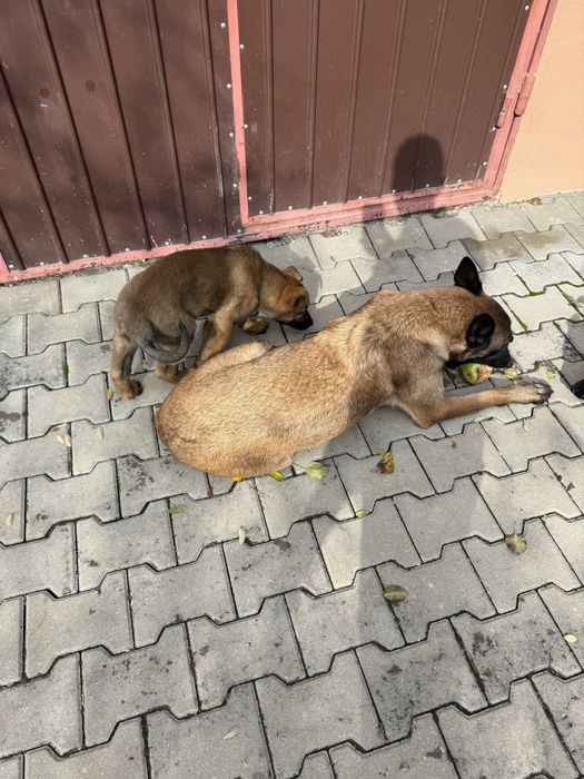 Donez puiuti (fetita) malinois