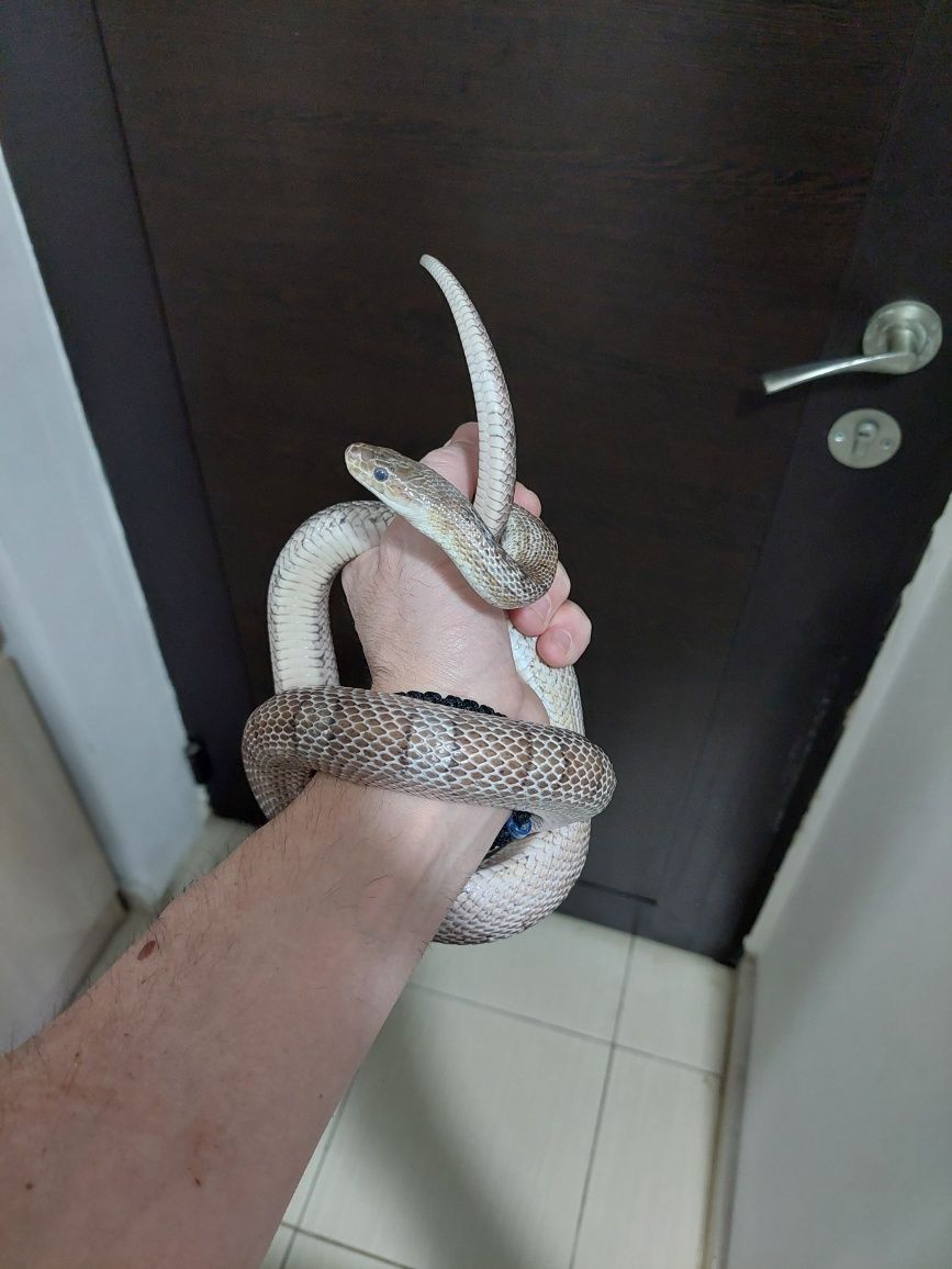 Sarpe de porumb . Corn snake