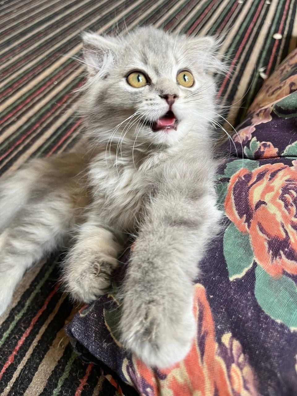 Продаётся котёнки