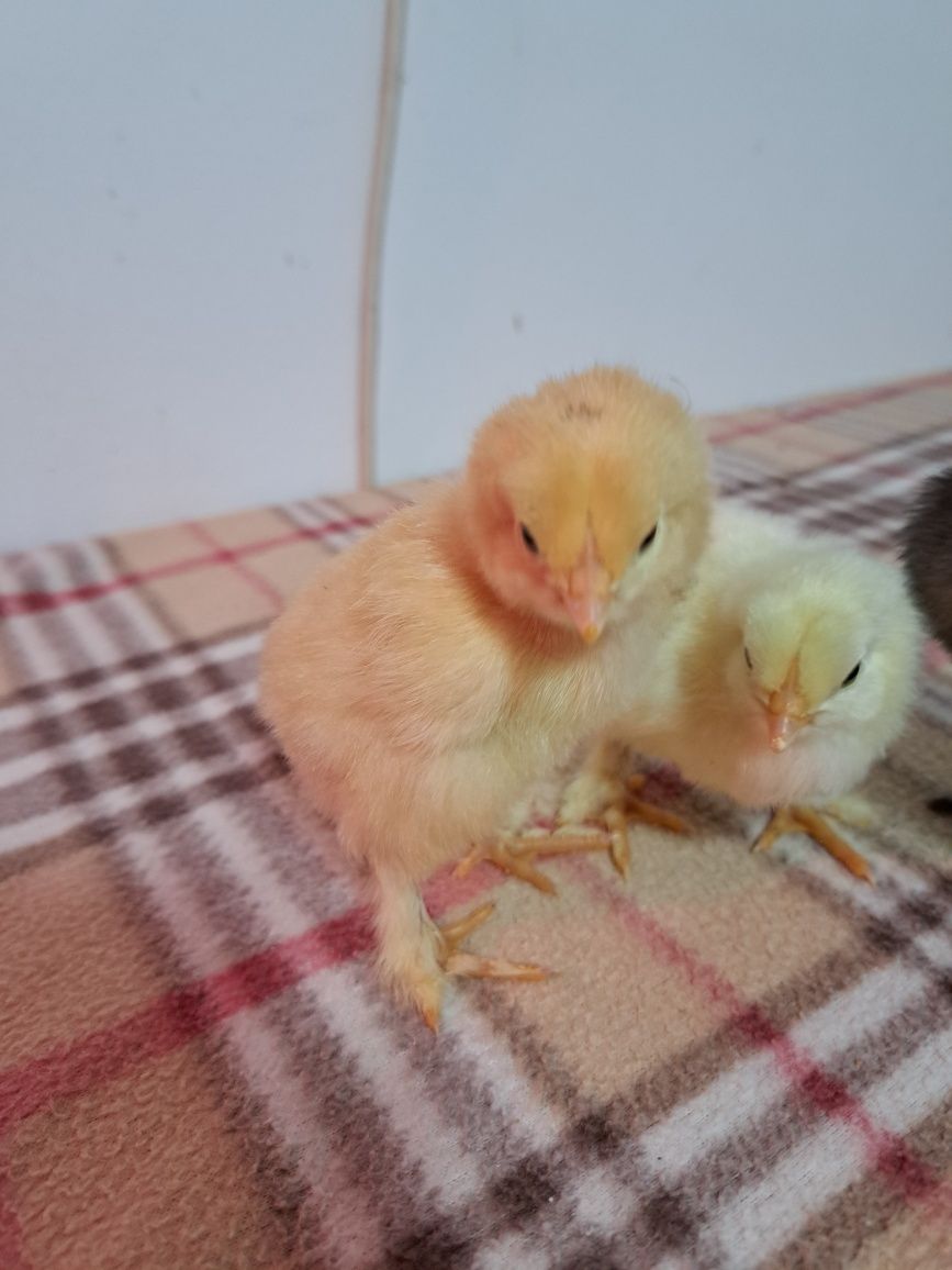 Puișorii brahma  11 bucăți