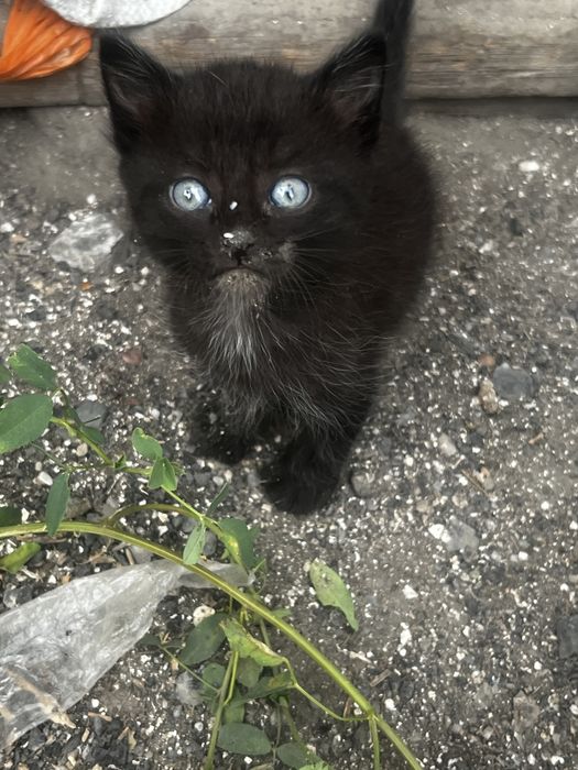 Отдам котят в хорошие руки , котята кушают самостоятельно