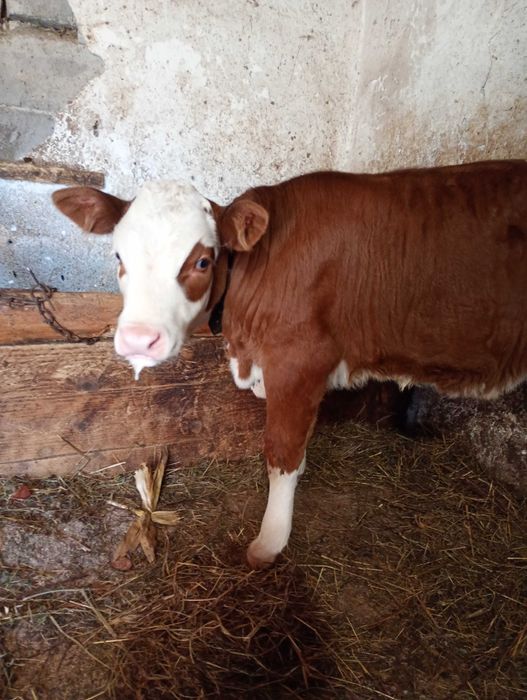 Vițea BR de vânzare