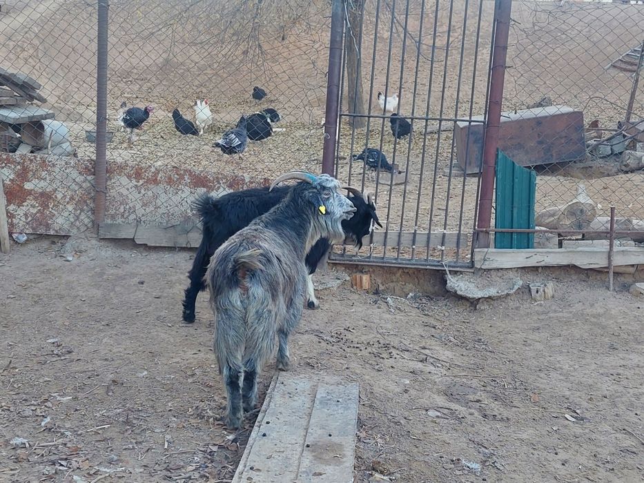 Семіз жем жеп тұрған бойдақ ешкілер сатылады