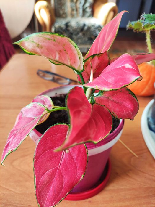 Комнатные цветы , продам отростки