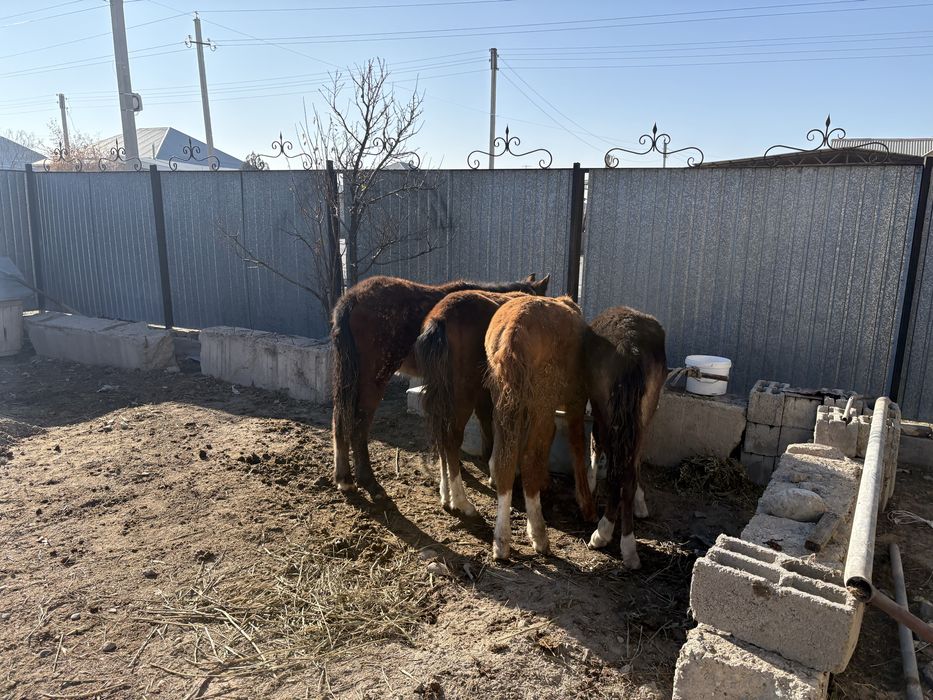 Жабағы сатылады