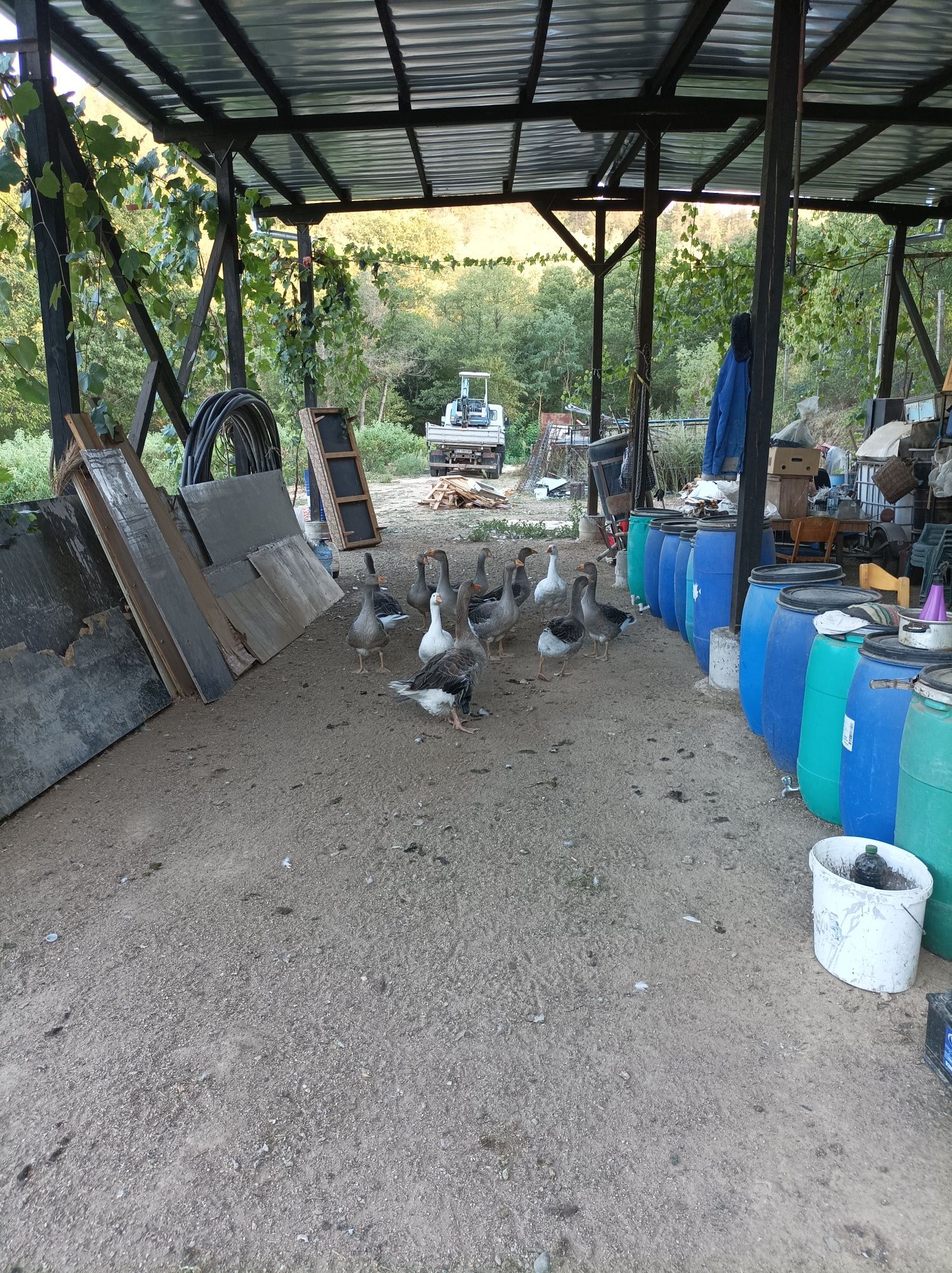 Продавам гъски !