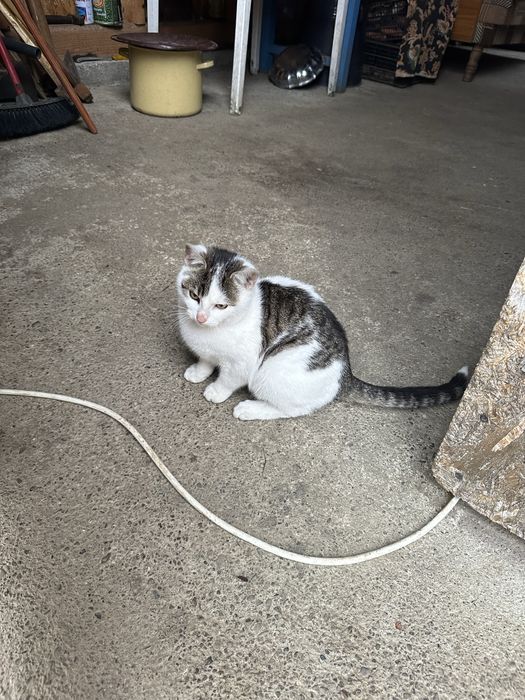 Donez unei familii nevoiase Televizor si pat Donez Pisici au 3 luni