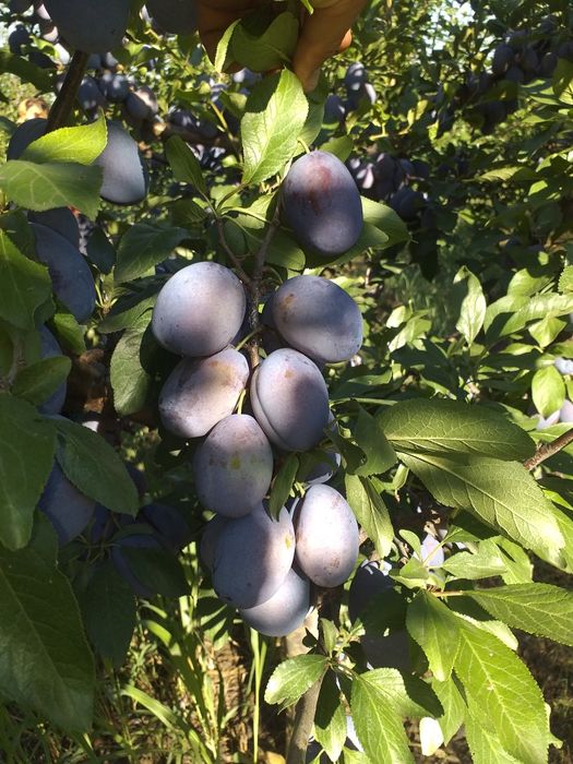 Butasi vita de vie anul 2 și anul 3