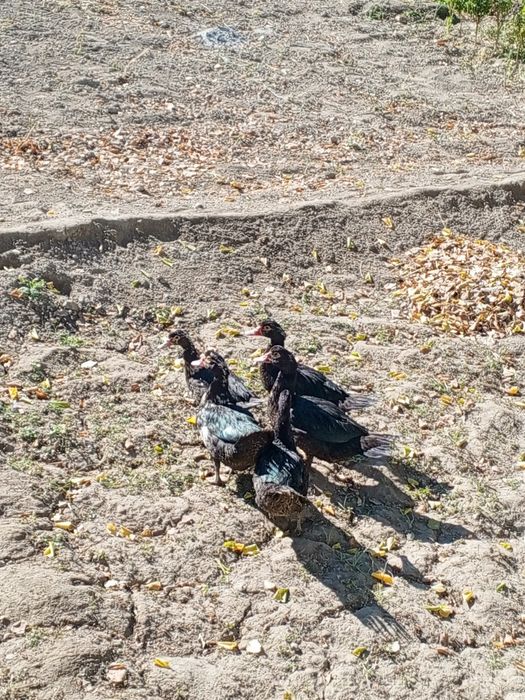 Индийский урдак сотилади. Бахорги жужалар