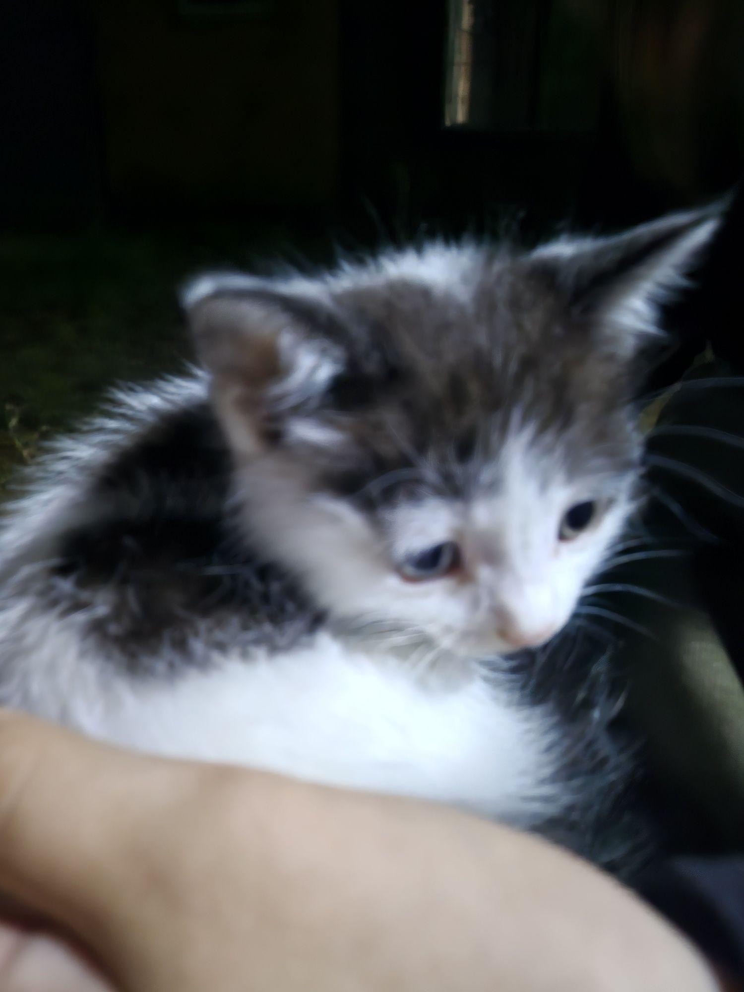Котенок бесплатно