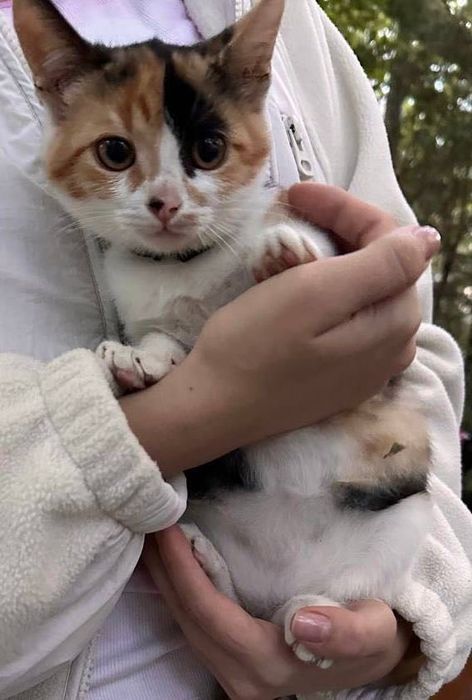котенцата търсят дом